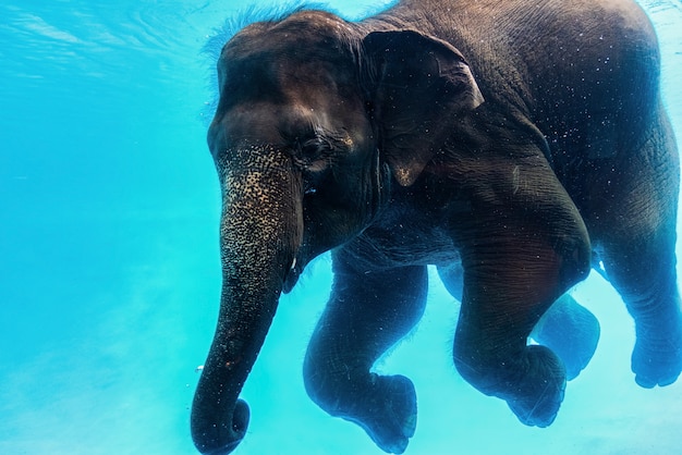 Natación Elefante Bajo El Agua. Gran elefante