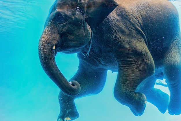 Natación Elefante Bajo El Agua.