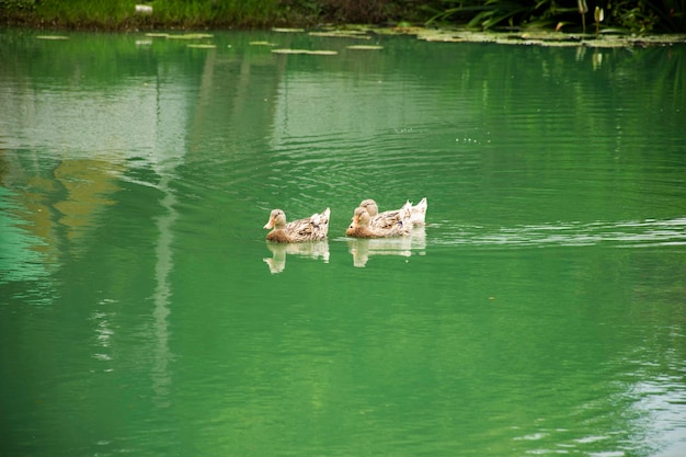 Natación de la familia de patos locales domésticos y agua flotante en el lago del estanque en el parque del jardín al aire libre de Bangkok Tailandia