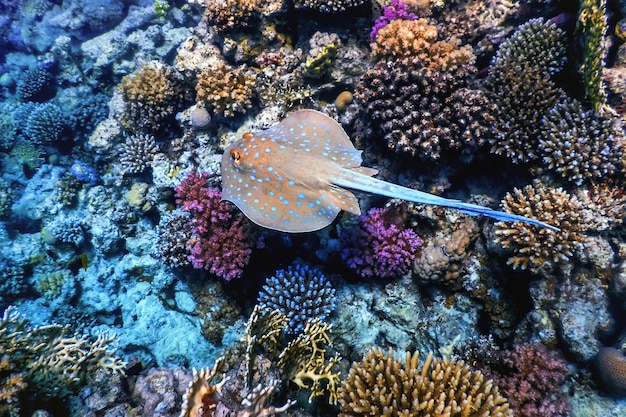 Natación mantarraya Bluespotted, Ribuespotted ribbontail ray (Taeniura lymma) Aguas tropicales, Vida marina