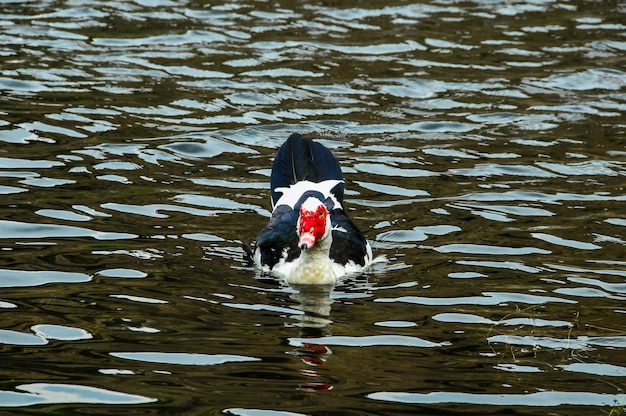 Natación del pato real