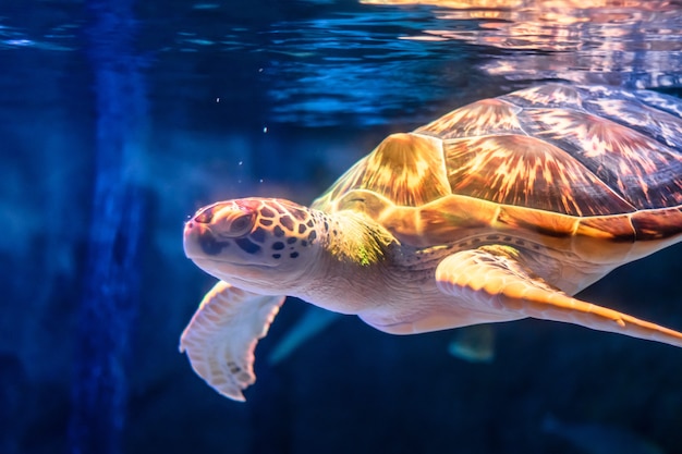 Natación de la tortuga de mar en fondo subacuático.