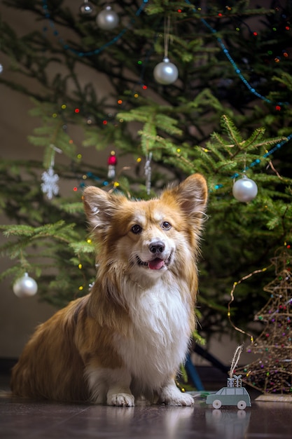 Natal. cão fofo corgi muito bonito no fundo da árvore de Natal