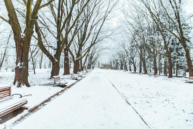 Natal do inverno do parque da cidade nevada