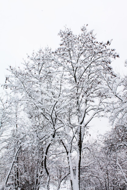 Natal e ano novo A coroa alta da árvore está coberta de neve