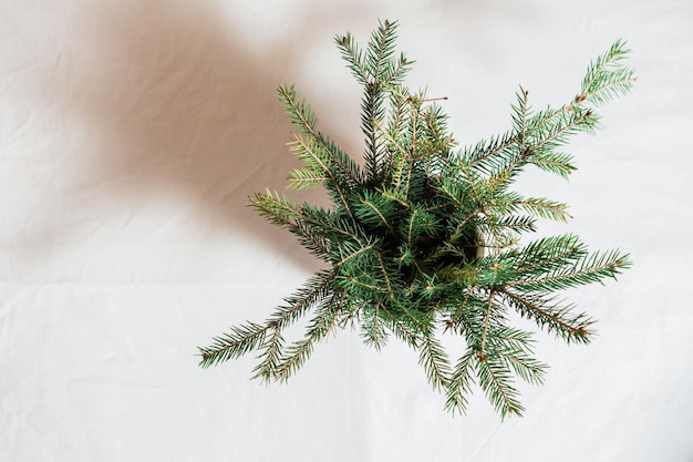 Natal ecológico minimalista. Um buquê de ramos de abeto em uma panela em um pano branco. Vista do topo