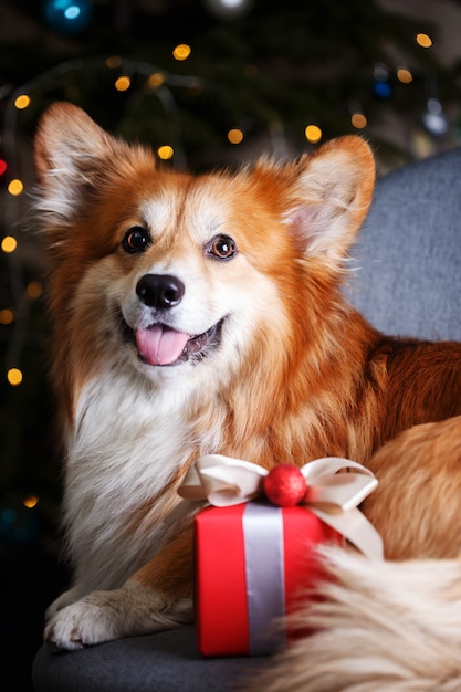 Natal. lindo cachorro fofo corgi no fundo da árvore de Natal