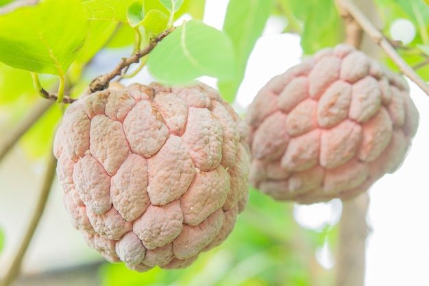 Natillas manzana púrpura en un árbol