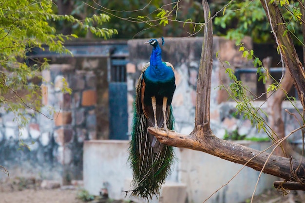 Nationaler zoologischer Park Neu-Delhi Indien