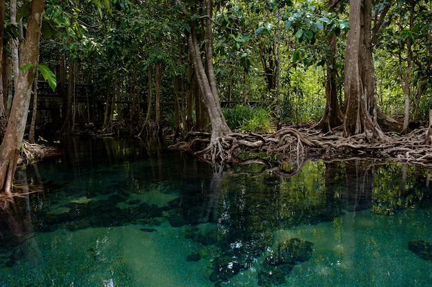 Foto nationalpark in der provinz krabi thailand mit mangrovenwäldern