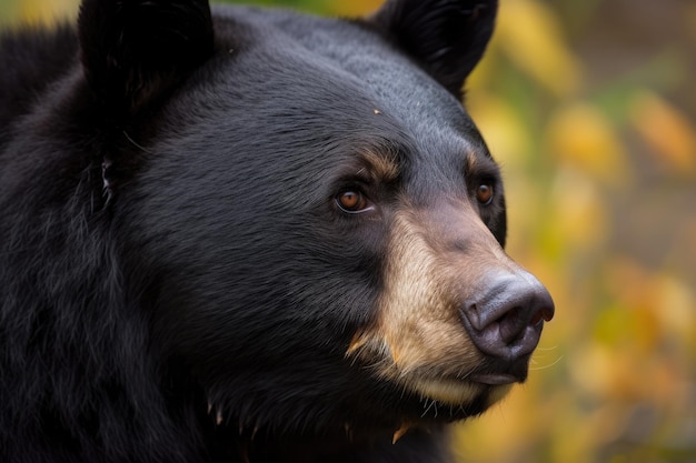 Nativo de América del Norte, el oso negro americano Ursus americanus es un oso de tamaño mediano.