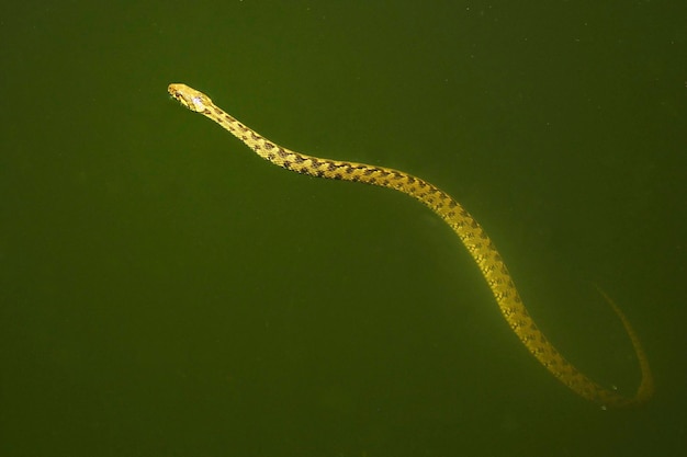 Natrix maura A cobra viperina ou cobra d'água da família Colubridae