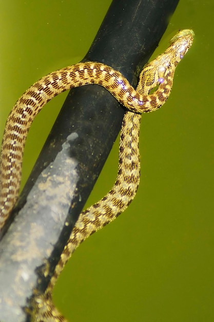 Natrix maura a cobra viperina ou cobra d'água da família colubridae