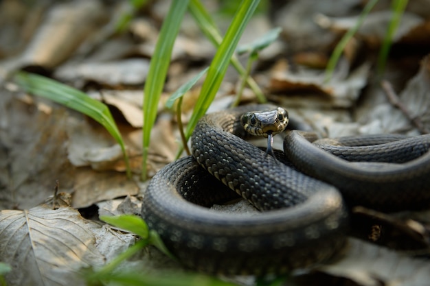 Natrix, serpente, colubridae na floresta, fim acima.