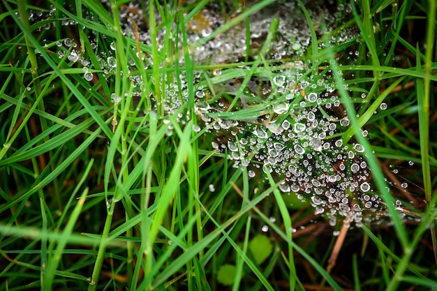 Natuer campo prado verde