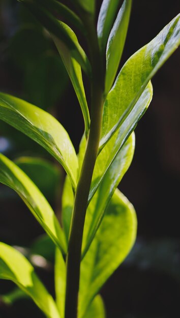 natürlich von grünen blättern im garten mit unschärfe blackgroundgreen pflanzen landschaft ökologie frisch wal