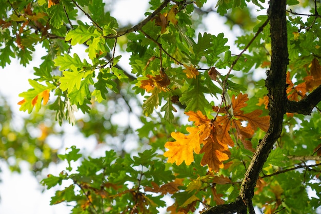 Natürliche Ansicht der Nahaufnahme von grünen Bäumen und von Niederlassung im Herbst