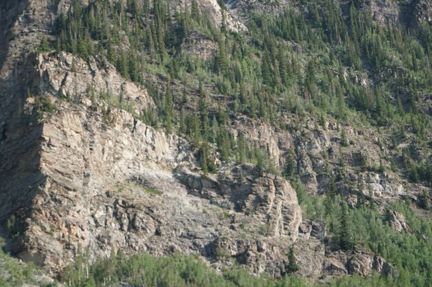 Natürliche Ansicht von Kiefern, die auf einer felsigen Klippe wachsen