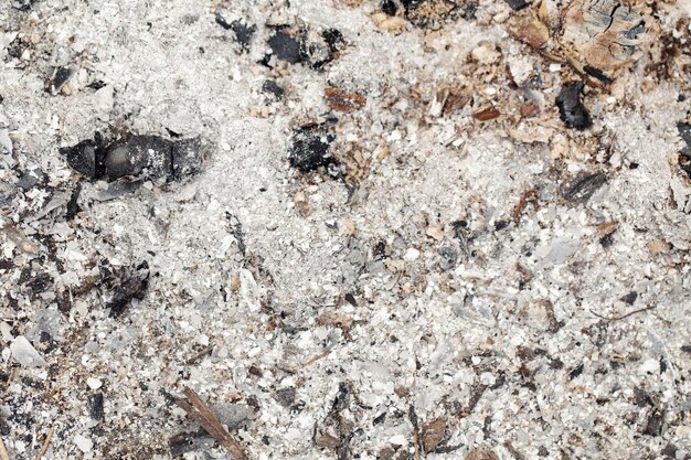 Natürliche Asche Holzkohle Feuerstelle Textur Hintergrund Nahaufnahme Makro von altem veraltetem verbranntem Holz