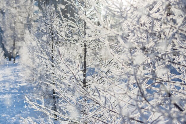 Natürliche Baumaste des Winters im Reif.