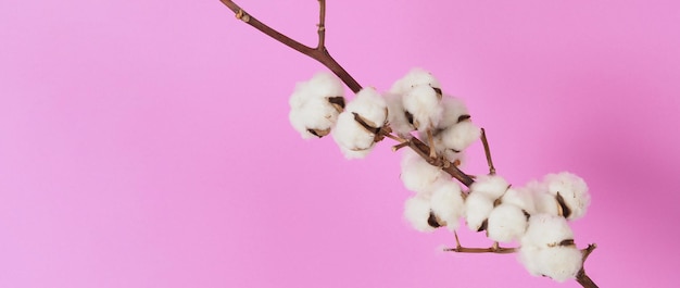 Natürliche Baumwollblumen. Echt zarte weiche und sanfte natürliche weiße Wattebällchen Blumenzweige und rosa Hintergrund. Blumen Zusammensetzung. japanischer minimalistischer Stil. Naturbaumwollmaterial für Kleidung.