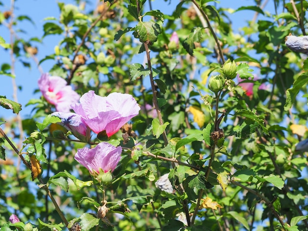 Natürliche Blume, Purpur, Rosa, mit Unschärfe bokeh Frühling oder Sommerhintergrund, Ökologiekonzept