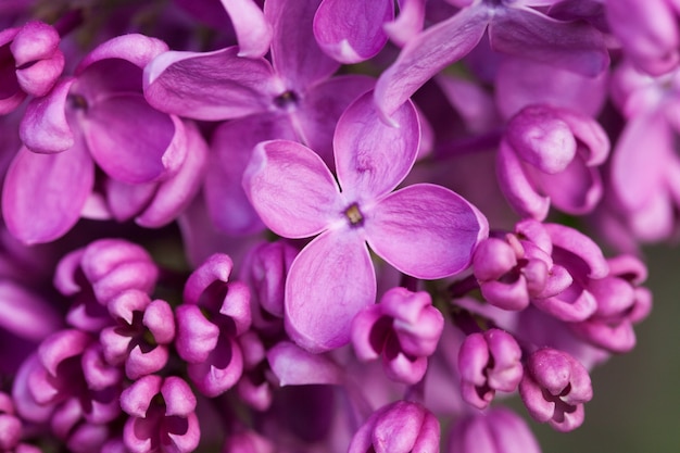 Natürliche Blumen.