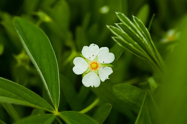 Natürliche Blumen.