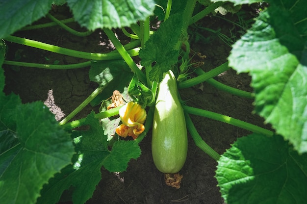 Natürliche essbare Zucchini wachsen im Garten Frisches Gemüse im Garten