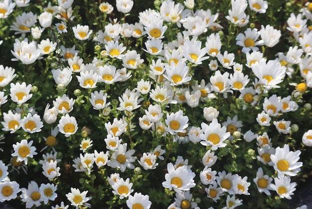 Natürliche frische blühende Blumen des weißen Gänseblümchens, die im Garten verzieren.