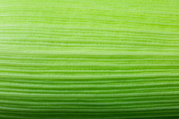 Natürliche frische grüne Maiskolbenhaut Textur Makrofotografie Natur abstrakten Hintergrund