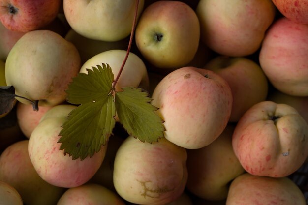 Natürliche, frische, ökologisch saubere Äpfel vom Bauernhof