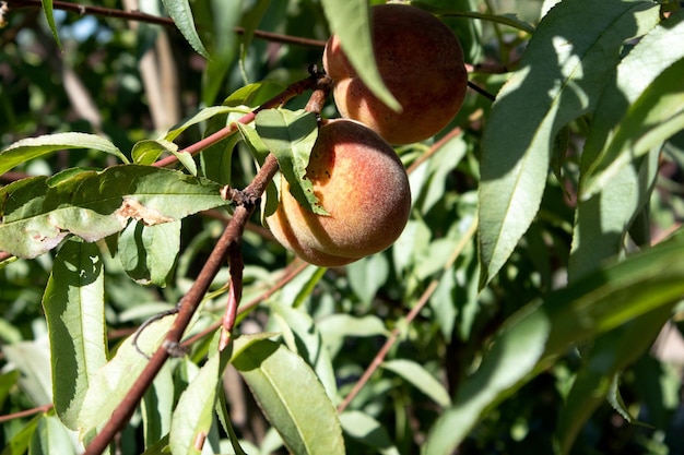 Natürliche Frucht Pfirsiche wachsen im Sommer auf Baum Pfirsich auf Ast Gesunde Ernährung Vegetarismus Vegan