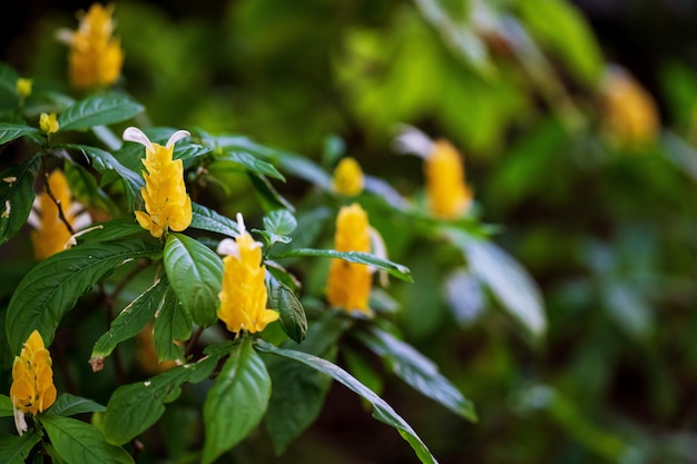 Natürliche gelbe Blume im Garten
