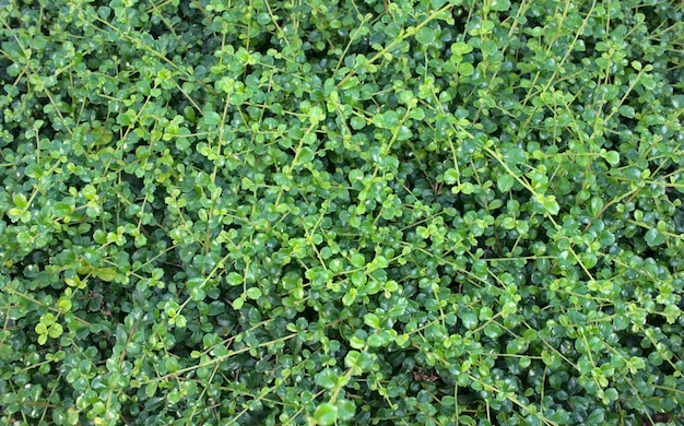 Natürliche grüne Blätter Hintergrund Baby-Baumkronenstämme von Zierpflanzen im Freien