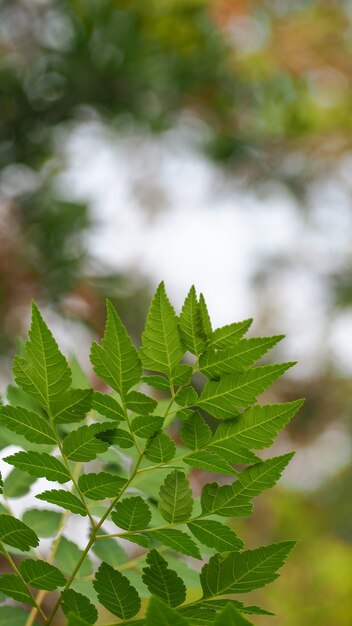 Natürliche grüne Blätter mit Unschärfe bokeh Frühling oder Sommerhintergrund, Ökologiekonzept