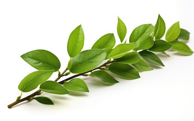 Natürliche grüne Pflanzenblätter auf weißem oder durchsichtigem PNG-Hintergrund