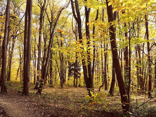 Natürliche Hintergrundhintergrundansicht vom Berg zum Wald unten, Natur von Russland.