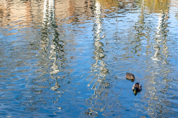 Natürliche Hintergrundreflexion von Bäumen im Teich eines Parks