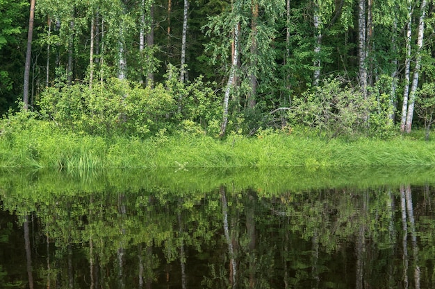 natürliche Landschaft grasbewachsener Waldufer des Waldes, Flussucht vom Wasser aus an einem sonnigen Tag