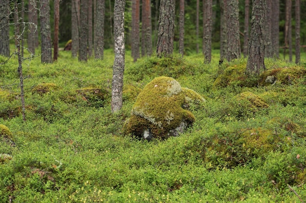 natürliche Landschaft Kiefern-Borealwald mit moosigem felsigem Unterholz Nadeltaiga