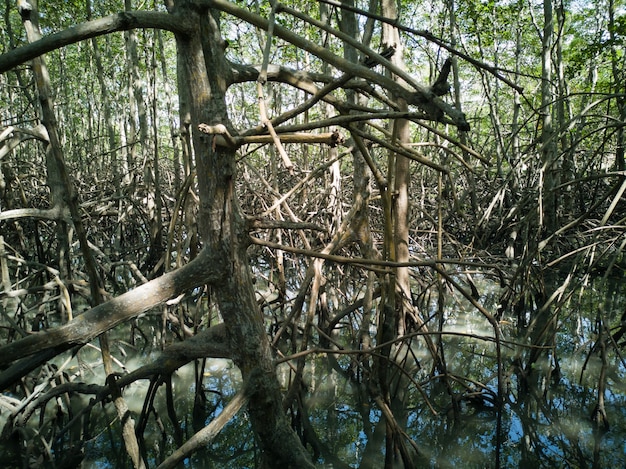 Natürliche Mangrovenvegetation mit Wurzeln.