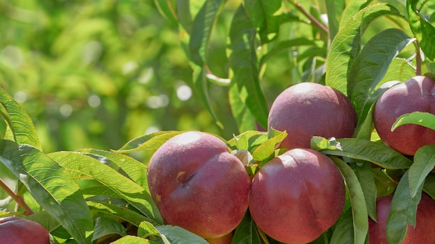 Natürliche Nektarinen im Garten erntereif