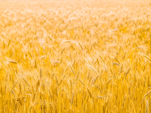 Natürliche Oberfläche des Getreidefeldsommers