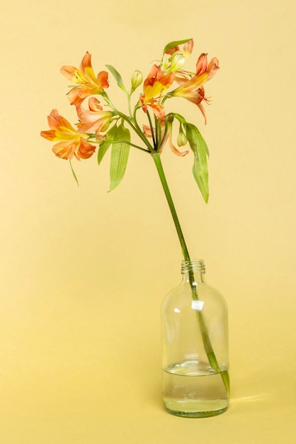 Natürliche orangefarbene Alstroemeria HipHop-Blume in Glasflasche