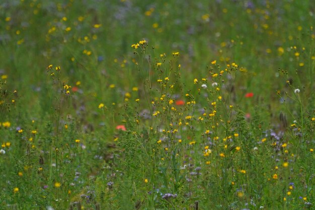 Natürliche Pflanzen auf dem Feld