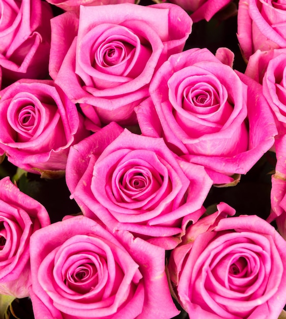 Natürliche rosa Rosen