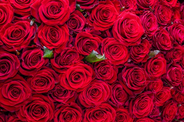 Natürliche rote Rosen