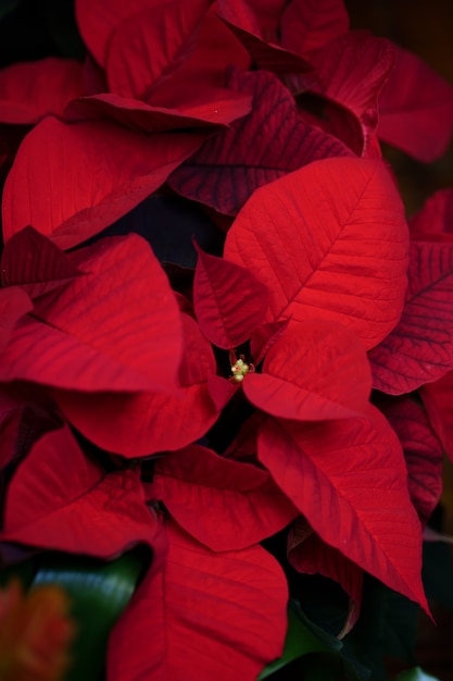 natürliche rote Weihnachtsstern Pflanze