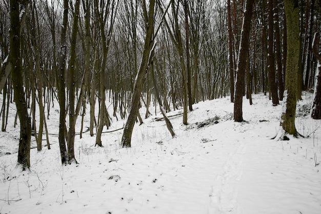 Foto natürliche schöne winterlandschaft